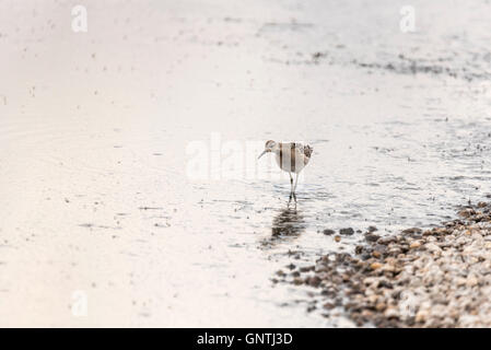 Un Ruff rovistando in acqua poco profonda Foto Stock