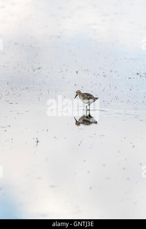 Un Ruff permanente con la riflessione in acqua poco profonda Foto Stock