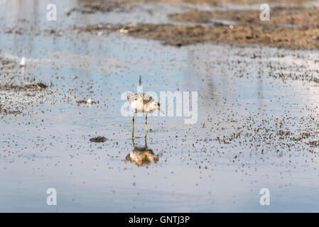 Un Ruff rovistando in acqua poco profonda Foto Stock