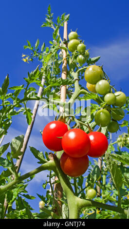 Guardando verso l'alto a tall puntellato di piante di pomodoro che cresce in giardino in estate sole contro il profondo cielo blu, 4 pomodori maturi a base. Foto Stock