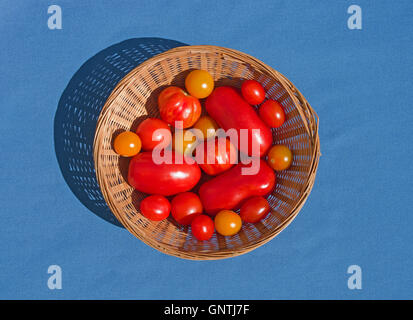 Round cesto in vimini su sfondo blu contenente diverse varietà di rosso e arancio home pomodori cresciuti in Inghilterra, Regno Unito Foto Stock