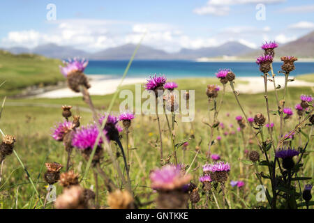 Cardi alla spiaggia Horgabost, Isle of Harris, Western Isles, Ebridi Esterne, Scotland Regno Unito Foto Stock