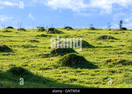 Prato giallo ant hills (Lasius flavus). Numerose colline ant in piedi sopra il terreno di un campo nella campagna britannica Foto Stock