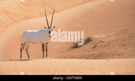 In via di estinzione arabian oryx (Oryx leucoryx) in Dubai Desert Conservation Reserve, Emirati Arabi Uniti. Foto Stock