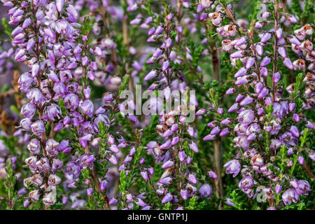 Close up di comune heather / brugo / ling (Calluna vulgaris) fioritura nella brughiera in estate Foto Stock