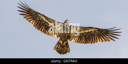 Immaturo aquila calva in volo. Fiume Boise Greenbelt, Boise, Idaho, Stati Uniti d'America Foto Stock