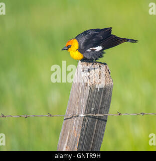 Testa gialla blackbird appollaiato su un palo da recinzione, Camas Prairie Centennial Wildlife Marsh, Idaho, Stati Uniti d'America Foto Stock