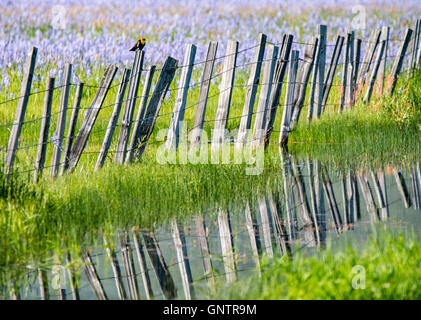 Testa gialla black bird arroccato su un vecchio recinto in legno e riflettendo in Camas Prairie Wildlife Marsh, Idaho, Stati Uniti d'America Foto Stock