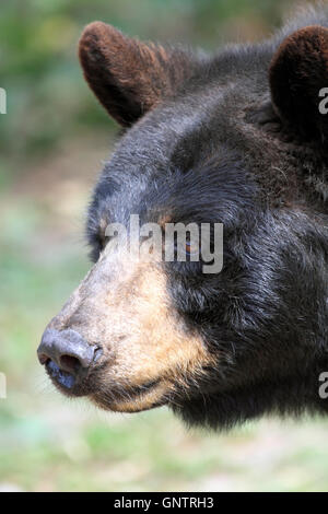 American Black Bear, Ursus americanus, presso il popcorn Park Zoo salvataggio animale Santuario, fiume a forcella, New Jersey, STATI UNITI D'AMERICA Foto Stock