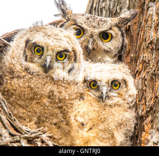 Grande Gufo cornuto e il nuovo nato Owlets appollaiato in una cavità della struttura, USA, Idaho Foto Stock
