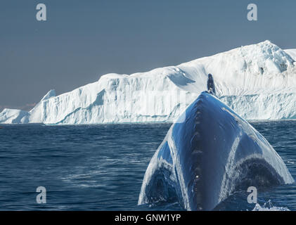 Le megattere allegramente in alimentazione il ricco di acque di origine glaciale tra giganteschi iceberg in corrispondenza della bocca dell'icebergs, Groenlandia Foto Stock