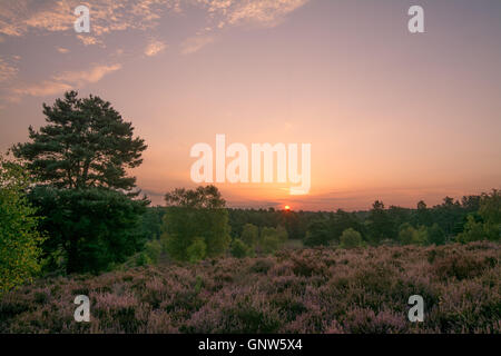 Vista su Witley comune, Surrey, Inghilterra, al sorgere del sole in estate con heather in fiore Foto Stock