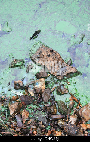 Sporchi, ricoperta con il fango la sezione del fiume. Foto Stock