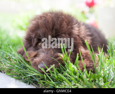 Il cioccolato labradoodle cucciolo di cane gioca il peek-a-boo nell'erba. Egli è accovacciata giù sul suo ventre cercando attraverso fili di erba. Foto Stock