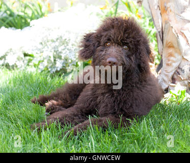 Cioccolato marrone capelli ricci goldendoodle piccolo cucciolo di cane di razza pura si siede da un albero in erba. Egli sfugge al sole. Foto Stock