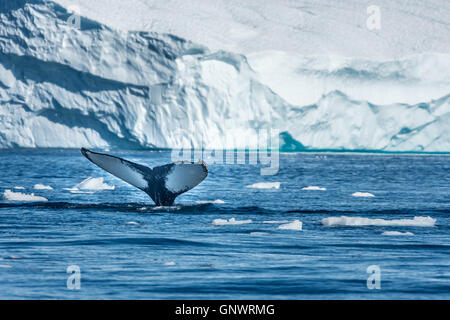 Le megattere allegramente in alimentazione il ricco di acque di origine glaciale tra giganteschi iceberg in corrispondenza della bocca dell'icebergs, Groenlandia Foto Stock