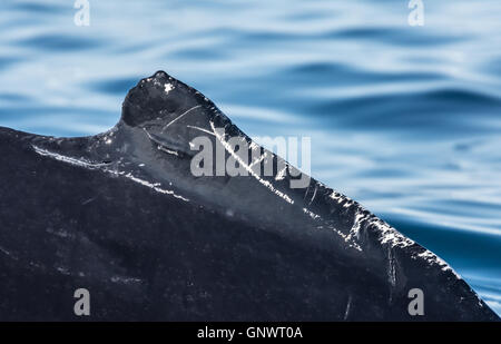 Le megattere allegramente in alimentazione il ricco di acque di origine glaciale tra giganteschi iceberg in corrispondenza della bocca dell'icebergs, Groenlandia Foto Stock