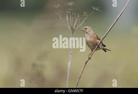 Maschio Linnet-Carduelis comune cannabina. Foto Stock