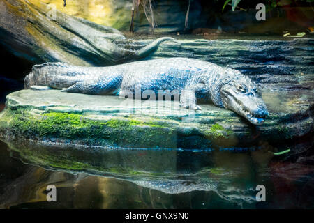 Un pauroso-cercando caimano yacare (yacare caimano, jacaré) presso il Vancouver Aquarium di Vancouver, British Columbia, Canada. Foto Stock