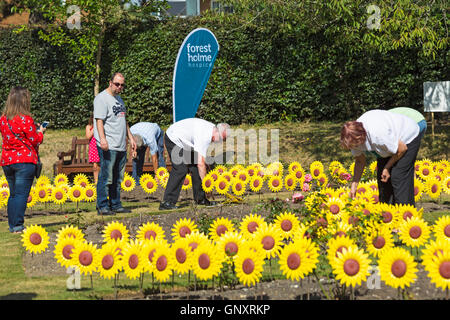 Poole, Dorset, Regno Unito. 1 Sep, 2016. Un toccante display del 1000 realizzati artigianalmente in metallo e plastica girasoli sono piantati nel giardino di rose a Poole Park per rappresentare le 1000 persone locali curati ogni anno dalla foresta Holme ospizio di Poole. Il mare di fiori gialli sarà sul display durante il mese di settembre per il pubblico a visitare e ricordare i loro cari. I fiori sono stati realizzati a mano da parte del Teatro Regio in Plymouth che ha giocato una parte integrante nella Torre di Londra il papavero display. Credito: Carolyn Jenkins/Alamy Live News Foto Stock