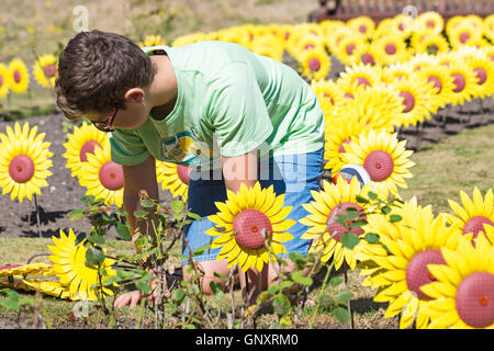 Poole, Dorset, Regno Unito. 1 Sep, 2016. Un toccante display del 1000 realizzati artigianalmente in metallo e plastica girasoli sono piantati nel giardino di rose a Poole Park per rappresentare le 1000 persone locali curati ogni anno dalla foresta Holme ospizio di Poole. Il mare di fiori gialli sarà sul display durante il mese di settembre per il pubblico a visitare e ricordare i loro cari. I fiori sono stati realizzati a mano da parte del Teatro Regio in Plymouth che ha giocato una parte integrante nella Torre di Londra il papavero display. Credito: Carolyn Jenkins/Alamy Live News Foto Stock