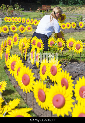 Poole, Dorset, Regno Unito. 1 Sep, 2016. Un toccante display del 1000 realizzati artigianalmente in metallo e plastica girasoli sono piantati nel giardino di rose a Poole Park per rappresentare le 1000 persone locali curati ogni anno dalla foresta Holme ospizio di Poole. Il mare di fiori gialli sarà sul display durante il mese di settembre per il pubblico a visitare e ricordare i loro cari. I fiori sono stati realizzati a mano da parte del Teatro Regio in Plymouth che ha giocato una parte integrante nella Torre di Londra il papavero display. Credito: Carolyn Jenkins/Alamy Live News Foto Stock