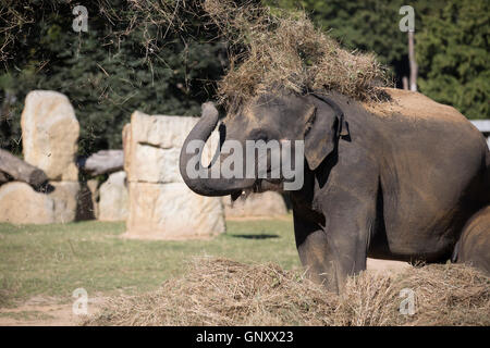 Praga, Repubblica Ceca. Il 1 settembre 2016. I visitatori e gli animali raffreddare in zoo di Praga Credito: Keith Larby/Alamy Live News Foto Stock