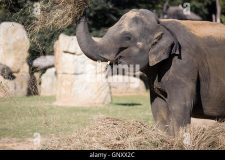 Praga, Repubblica Ceca. Il 1 settembre 2016. I visitatori e gli animali raffreddare in zoo di Praga Credito: Keith Larby/Alamy Live News Foto Stock