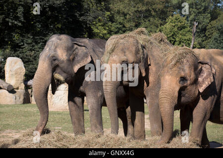 Praga, Repubblica Ceca. Il 1 settembre 2016. Gli elefanti raffreddarsi gettando il fieno sulle loro teste per rinfrescarsi in zoo di Praga Credito: Keith Larby/Alamy Live News Foto Stock