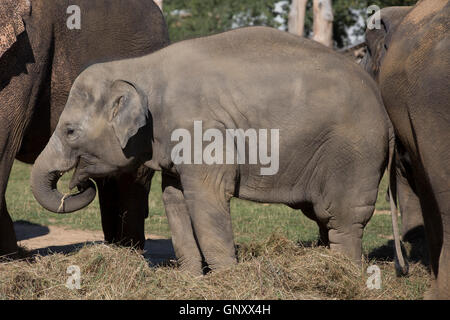 Praga, Repubblica Ceca. Il 1 settembre 2016. Gli elefanti raffreddarsi gettando il fieno sulle loro teste per rinfrescarsi in zoo di Praga Credito: Keith Larby/Alamy Live News Foto Stock