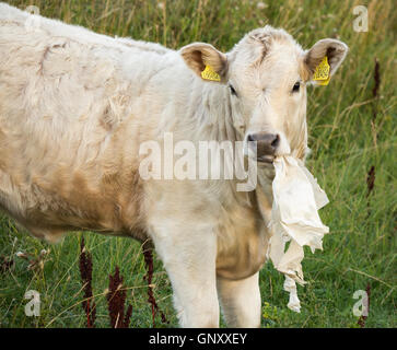 Mucca mangiare scartato plastc bag in campagna. In Inghilterra. Regno Unito Foto Stock