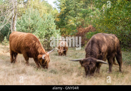 Celle, Germania. 01 Sep, 2016. Highland scozzesi il bestiame pascola in una foresta pastorale nella Neustaedter Holz vicino a Celle, Germania, 01 settembre 2016. Nella pastorale delle foreste della Bassa Sassonia, Scottish Highland pascolano i bovini e in tal modo mantenere le foreste in un modo tradizionale. Foto: SEBASTIAN GOLLNOW/dpa/Alamy Live News Foto Stock