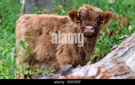 Celle, Germania. 01 Sep, 2016. Un scozzese Highland calf sorge in una foresta pastorale nella Neustaedter Holz vicino a Celle, Germania, 01 settembre 2016. Nella pastorale delle foreste della Bassa Sassonia, Scottish Highland pascolano i bovini e in tal modo mantenere le foreste in un modo tradizionale. Foto: SEBASTIAN GOLLNOW/dpa/Alamy Live News Foto Stock