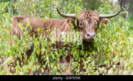 Celle, Germania. 01 Sep, 2016. Un scozzese Highland mucca sorge in una foresta pastorale nella Neustaedter Holz vicino a Celle, Germania, 01 settembre 2016. Nella pastorale delle foreste della Bassa Sassonia, Scottish Highland pascolano i bovini e in tal modo mantenere le foreste in un modo tradizionale. Foto: SEBASTIAN GOLLNOW/dpa/Alamy Live News Foto Stock