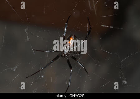 Black Widow spider sul web. California USA Foto Stock