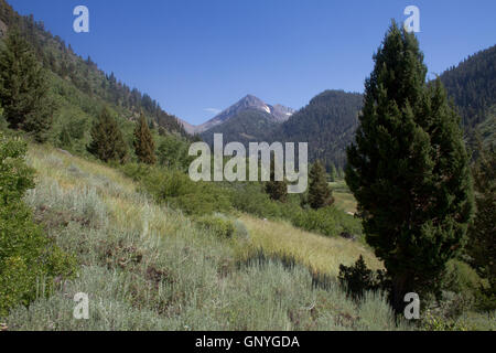 Re minerali Valley, parte del Parco Nazionale di Sequoia. In California. Stati Uniti d'America Foto Stock