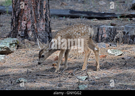 Fawn esplorando il mondo. Foto Stock