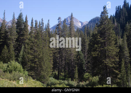 Re minerali Valley, parte del Parco Nazionale di Sequoia. In California. Stati Uniti d'America Foto Stock