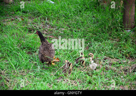 Gallina e pulcini trovare cibo sull'erba in giardino in Thailandia Foto Stock