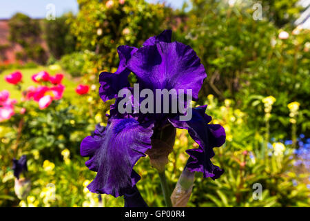 Deep Purple Barbuto (Iris Iris germanica) in piena fioritura in un giardino di close-up. Foto Stock