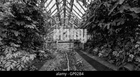 Bella e antica epoca vittoriana serra a sinistra in rovina nel vecchio giardino inglese in bianco e nero Foto Stock