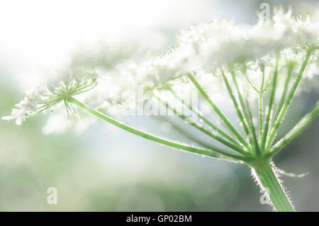 Hogweed comune testa di fiore visto in stretta con la luce del sole dando un leggero, ad alto effetto key. Foto Stock