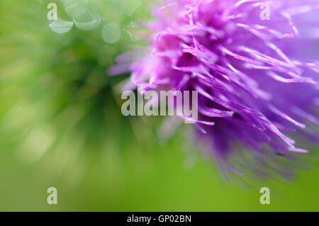 Extreme close up di un selvaggio viola fiore di cardo con soft sfondo verde. Foto Stock