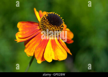 Close up di un riccamente colorato di arancione e giallo Helenium fiore. Foto Stock