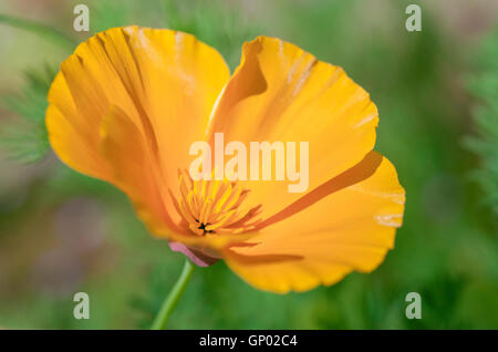 Arancio brillante Escholtzia fiore (California papavero) visto in close up morbido con sfondo verde. Foto Stock