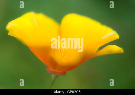 Arancio brillante Escholtzia fiore (California papavero) visto in close up morbido con sfondo verde. Foto Stock