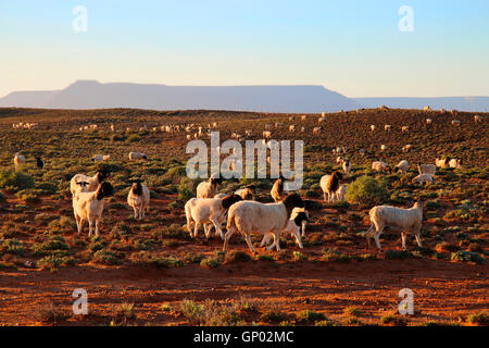 Gregge di Blackhead Dorper pecora su Knersvlakte, Namaqualand, Sud Africa Foto Stock