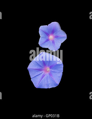 Viola gloria di mattina Ipomoea purpurea con gocce di pioggia isolato su nero Foto Stock