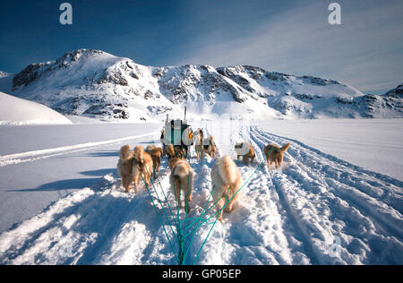 Sled Dog. Kulusuk. La Groenlandia. Foto Stock