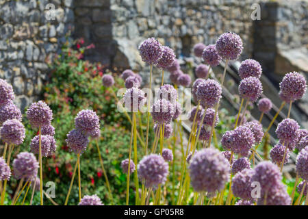 Rari i porri selvatici in fiore sul piatto Holm Island Foto Stock